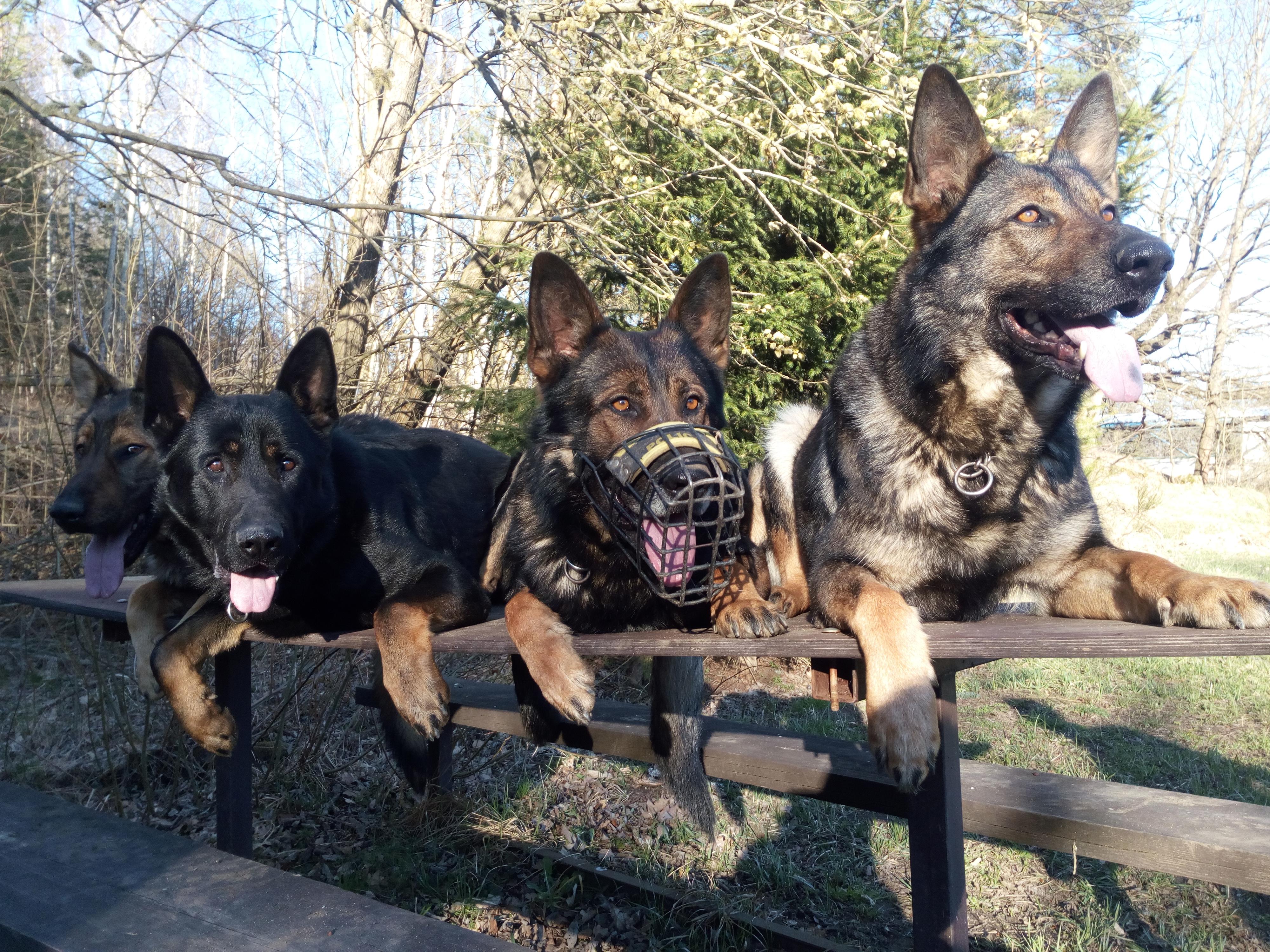 Český kynologický svaz ZKO Chlum u Třeboně - 255 foto 6