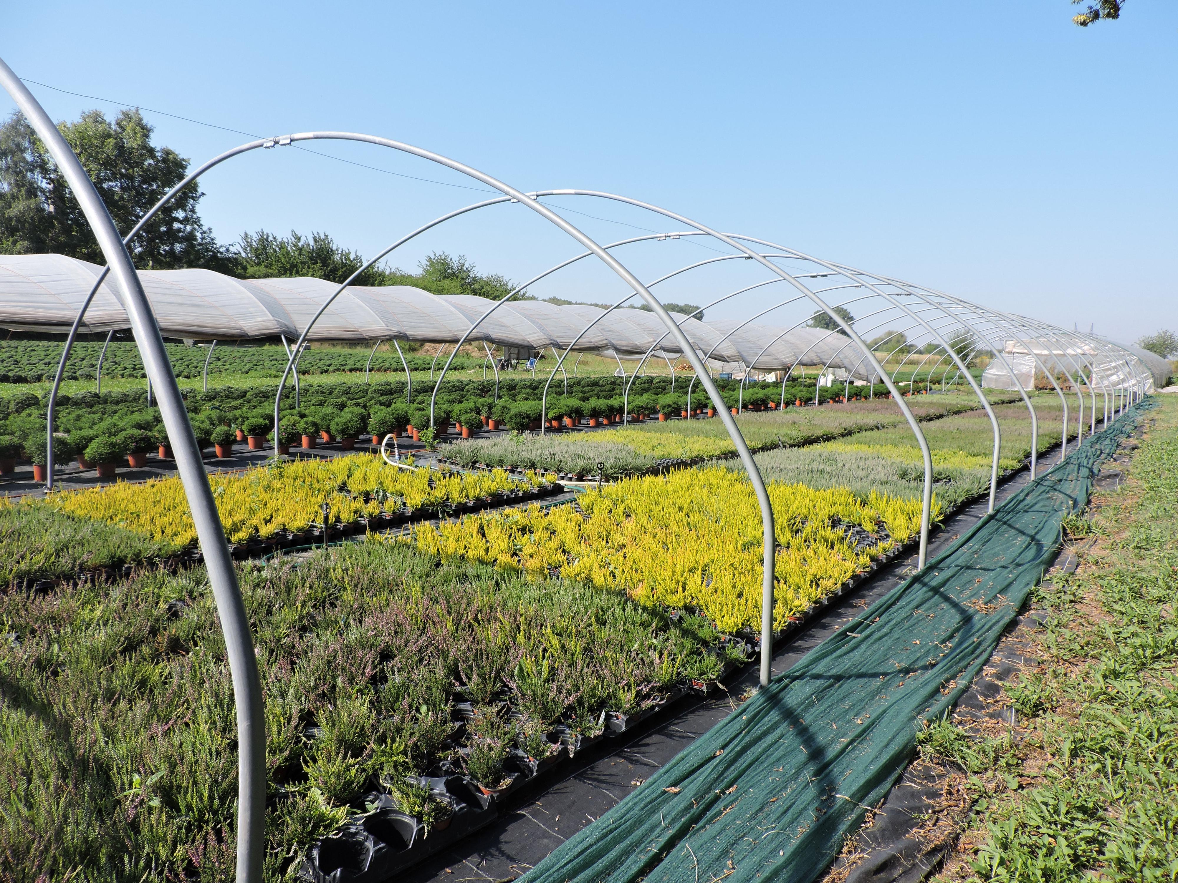 Zahradnictví LIMUZY foto 5