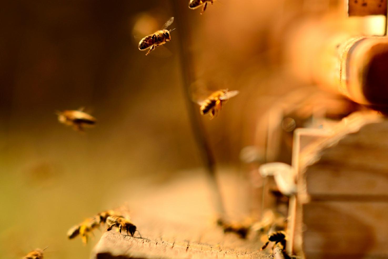 Zahrádka u Tomíků