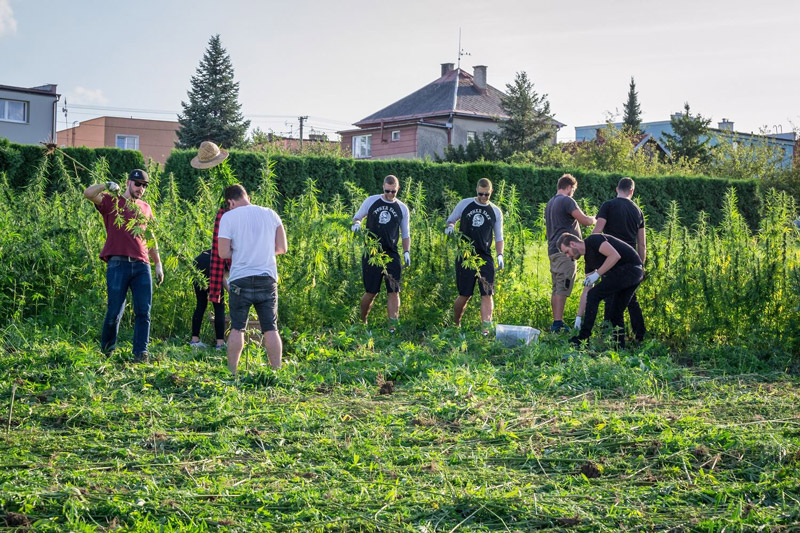 Konopný Táta foto 4