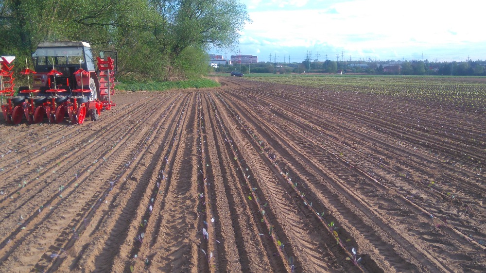 Petr Houdek - krouhané zelí