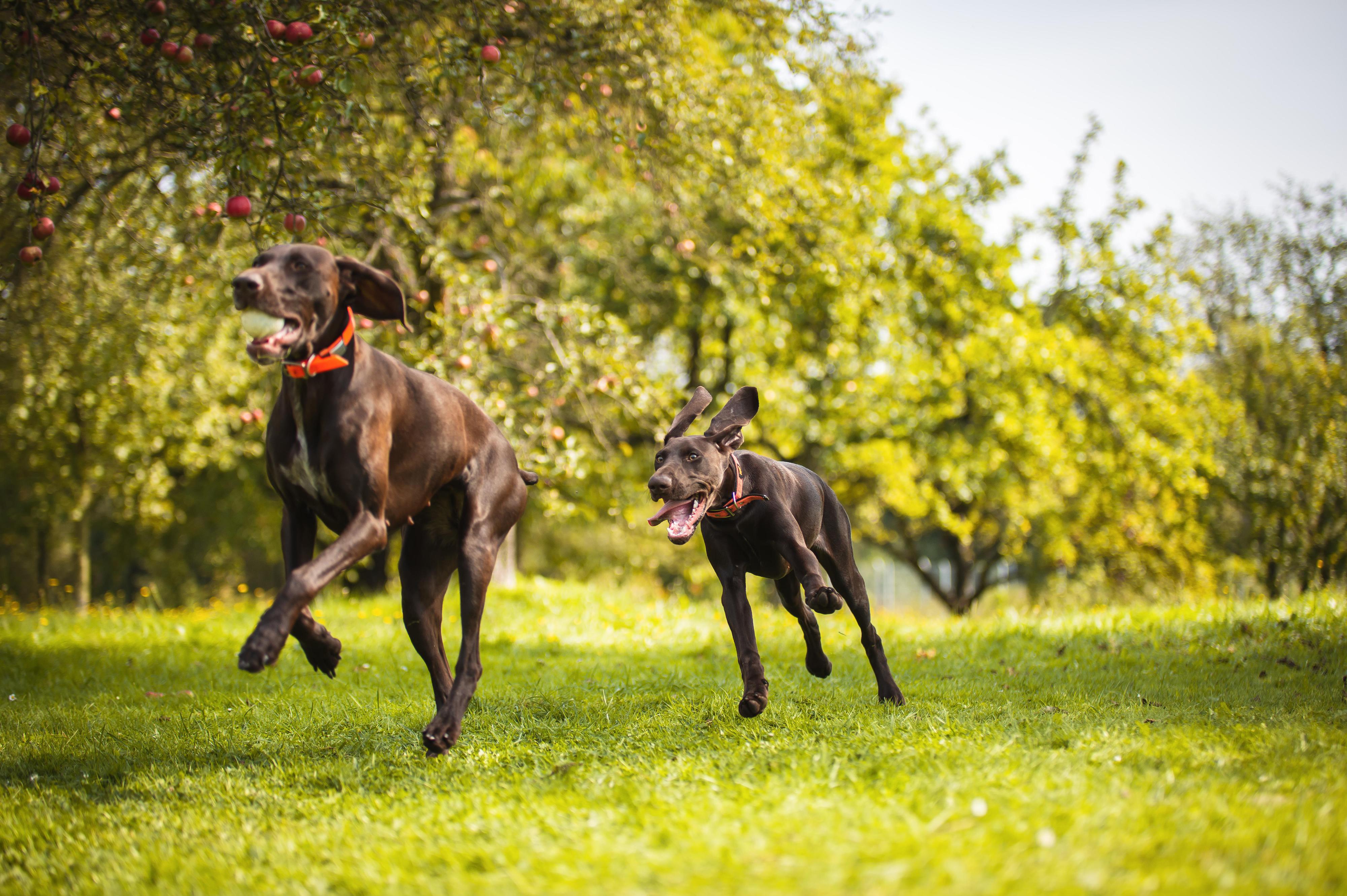 Psí hotel a školka Doghouse Rychvald