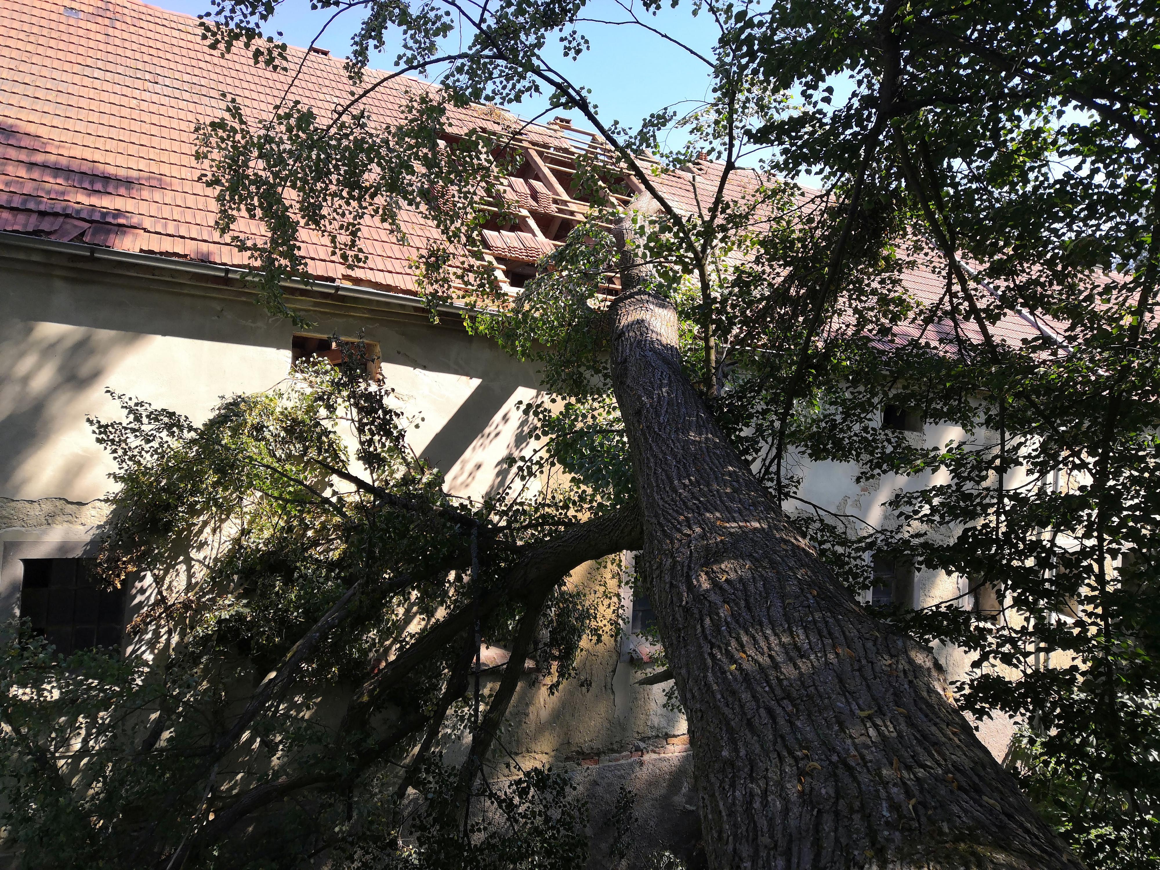 Lanaři.cz - výškové a arboristické práce foto 3