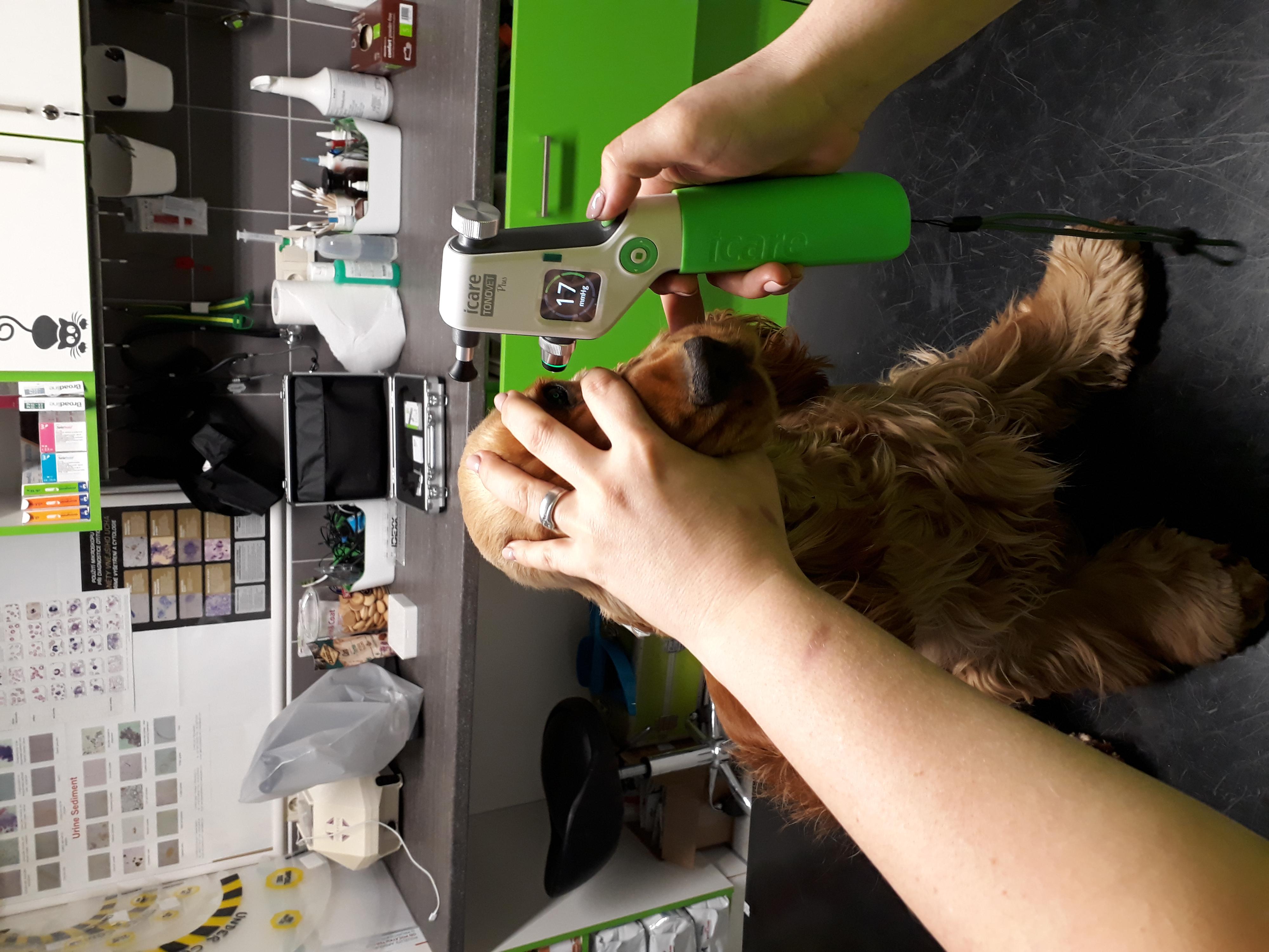 Veterinární ordinace Pod Hradem - MVDr. Pavlína Stoklásková foto 3