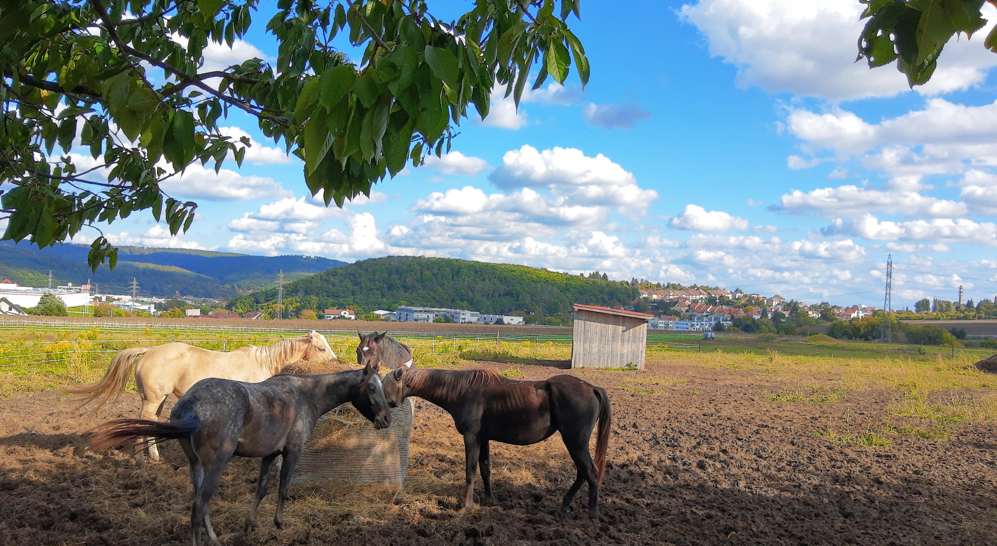 Ranch U Rezavé studánky foto 5