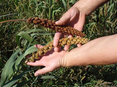 Zahradnictví Maděránek foto 4