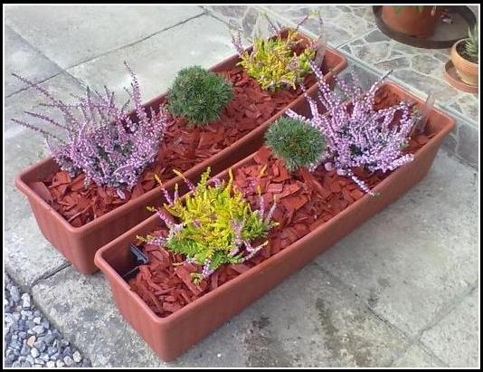 OKRASNÉ ROSTLINY - GREEN PLANET foto 1