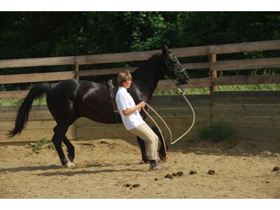 Stáj Karlštejn Cowley foto 1