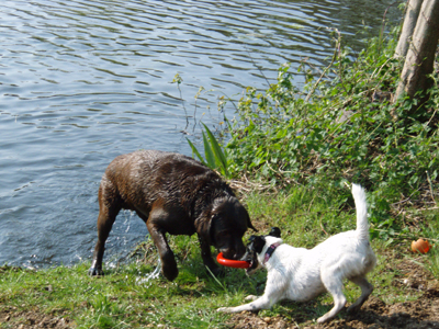 AKCNIPES.CZ – Dagmar FIALOVÁ foto 3