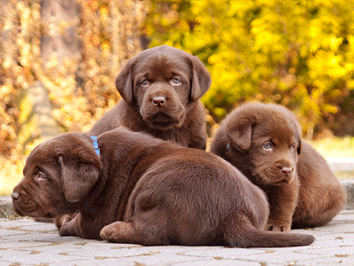 Chovná stanice Merlucius - Labrador Retriever foto 2