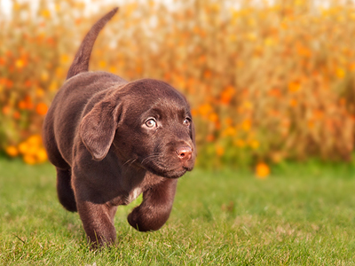 Chovná stanice Merlucius - Labrador Retriever foto 3
