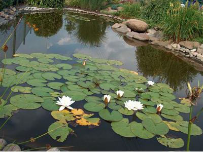 Okrasné zahradnictví  Bouše foto 3