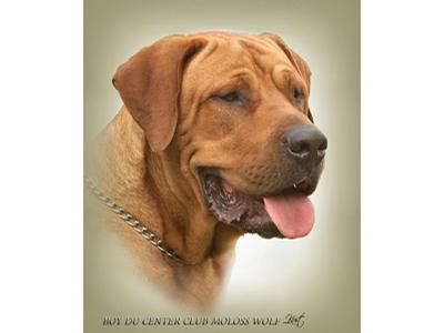 Tosa Inu Chovatelská stanice Aschabey foto 2