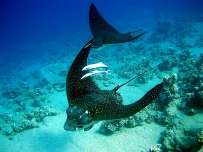 Picasso Divers foto 3