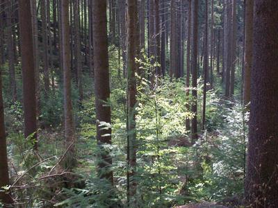 Městské lesy Liberec foto 3