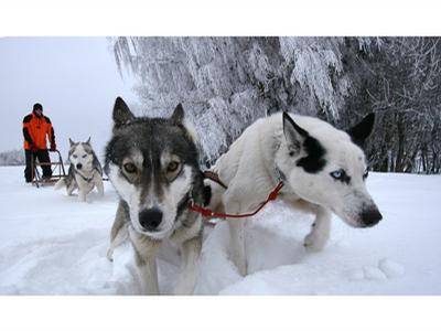 HUSKY CZ, s.r.o. foto 3