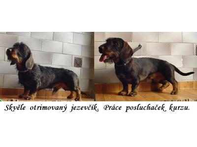 Stříhání úprava psů - Jarmila Kašparová foto 4