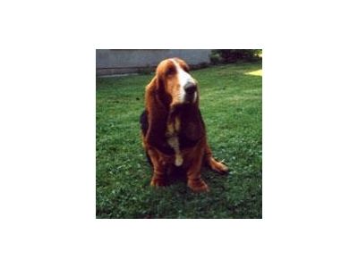 MVDr. Pavel Vaškovský foto 2