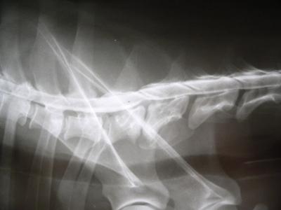 Veterinární klinika Mi-Vet foto 3