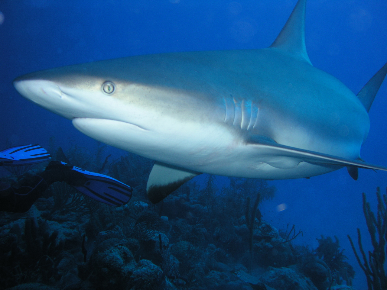PISCES DIVING WORLD foto 2