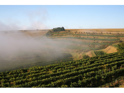 RAJHRADSKÉ KLÁŠTERNÍ - vinné sklepy foto 2
