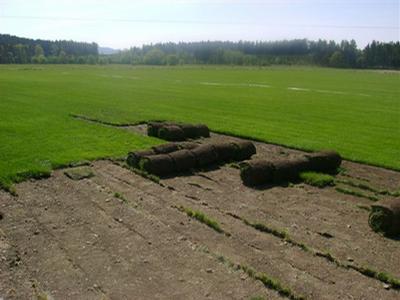 Travní koberce Blanka Bastlová foto 2