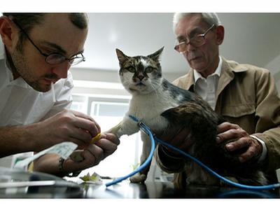 Animal Clinic - MVDr. Jan Hnízdo foto 3