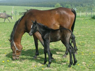 Stáj Fryšavský dvorec foto 2