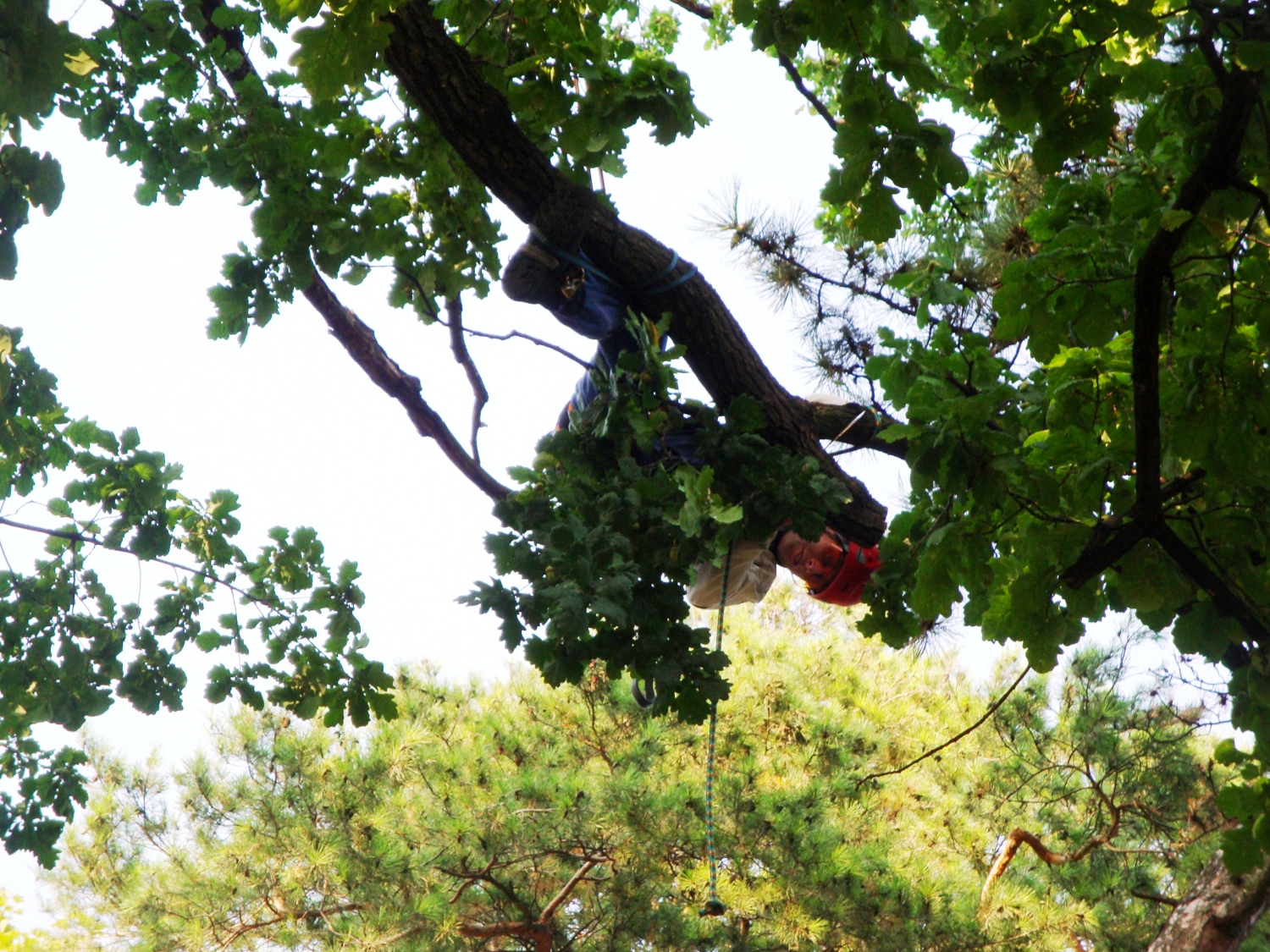 Josef Haško - Péče o stromy foto 2