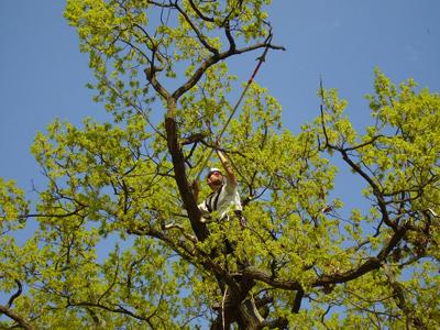 Green Point - Petr Čada, DiS.
