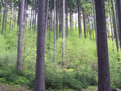 Městské lesy Liberec foto 4