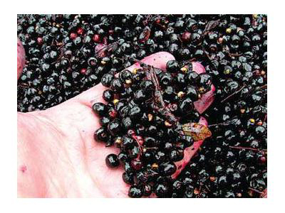 Superberry.cz foto 3