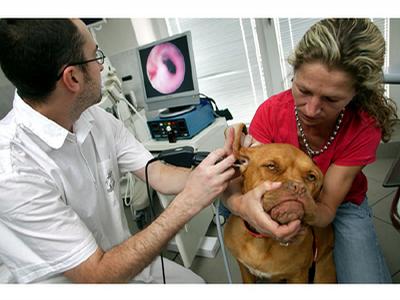 Animal Clinic - MVDr. Jan Hnízdo foto 4