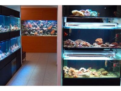 Mořské akvárium, s.r.o. foto 3