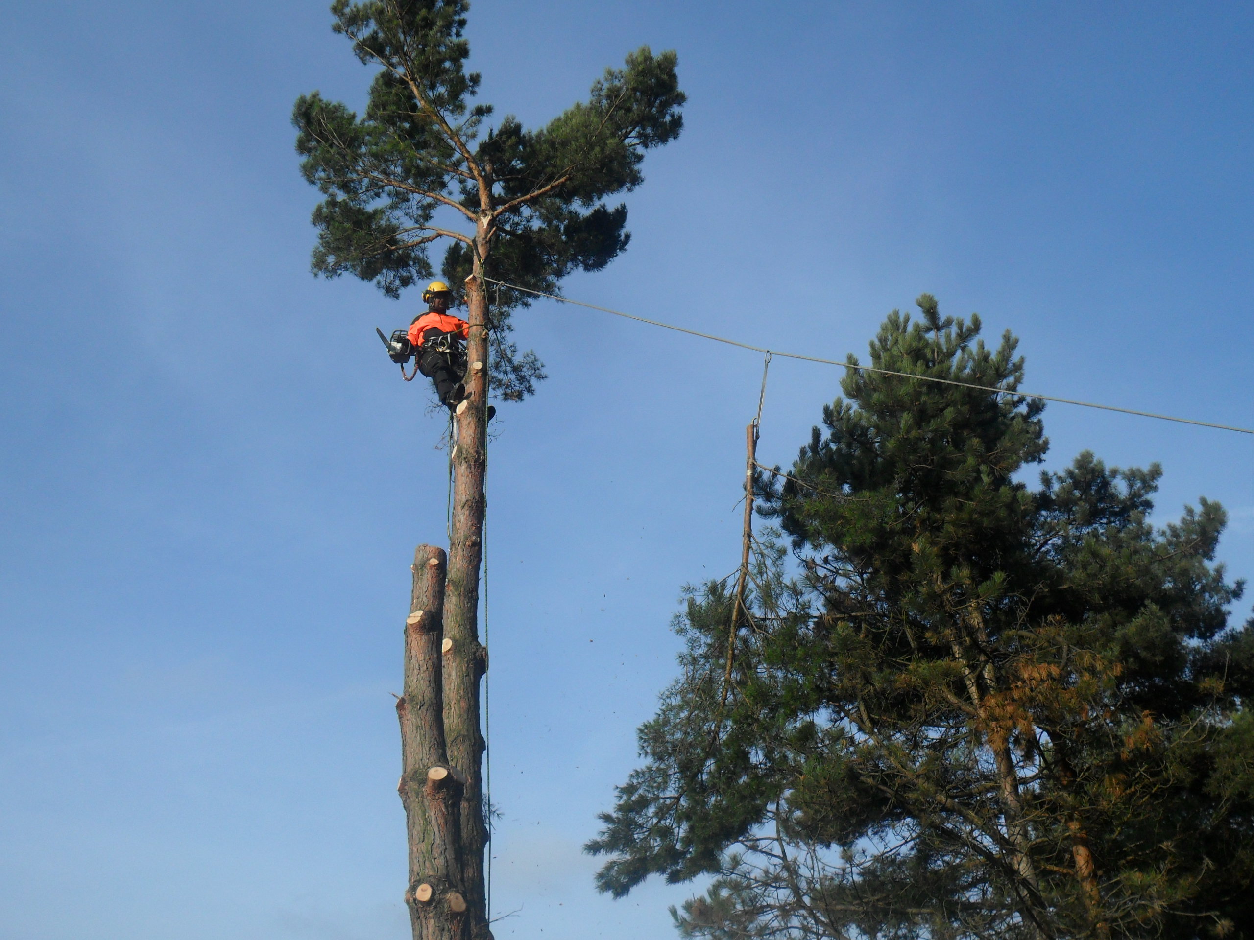Arborista Martin Latiok - rizikové kácení stromů foto 5