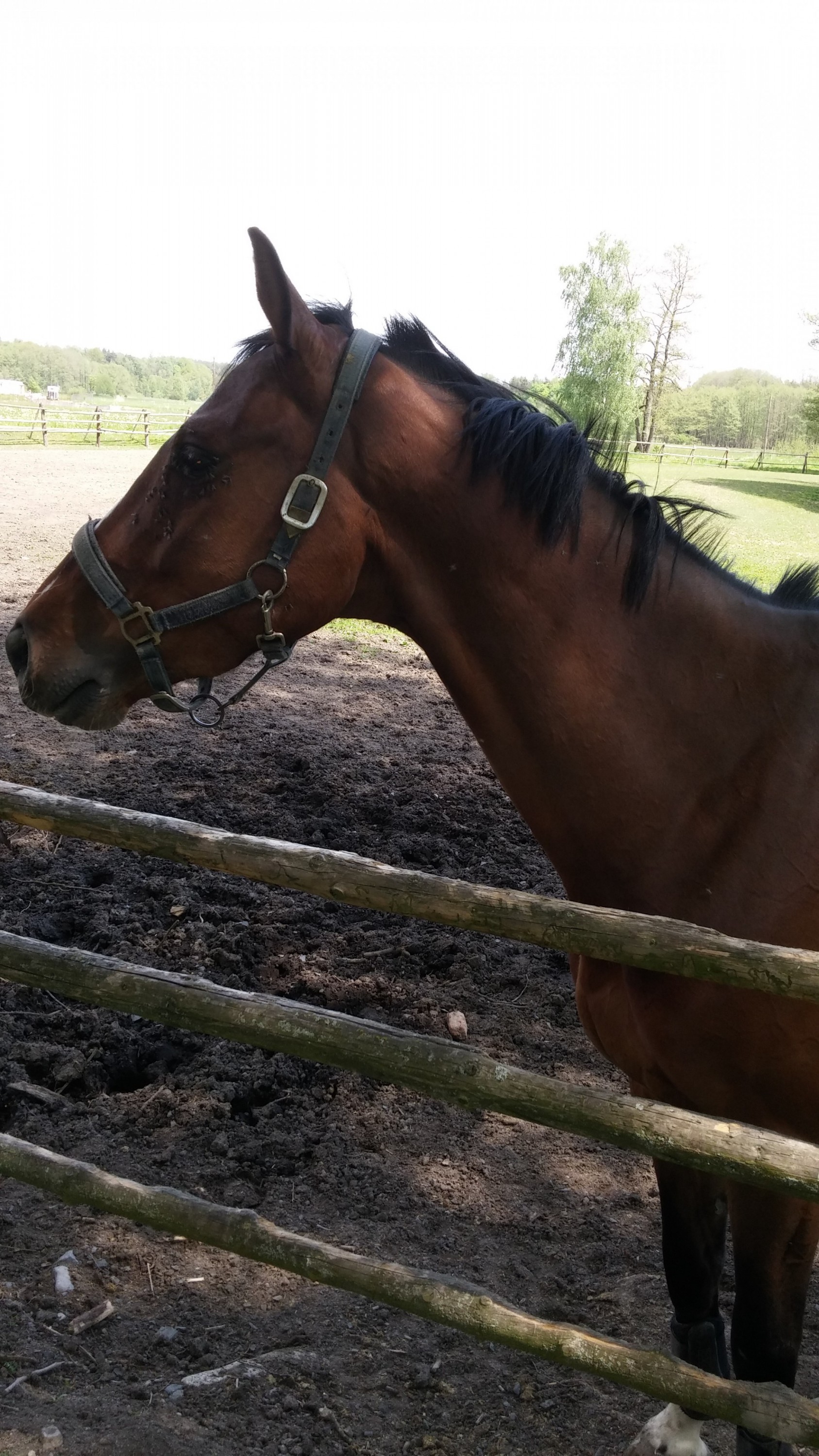 Restaurace Štekrův mlýn foto 2