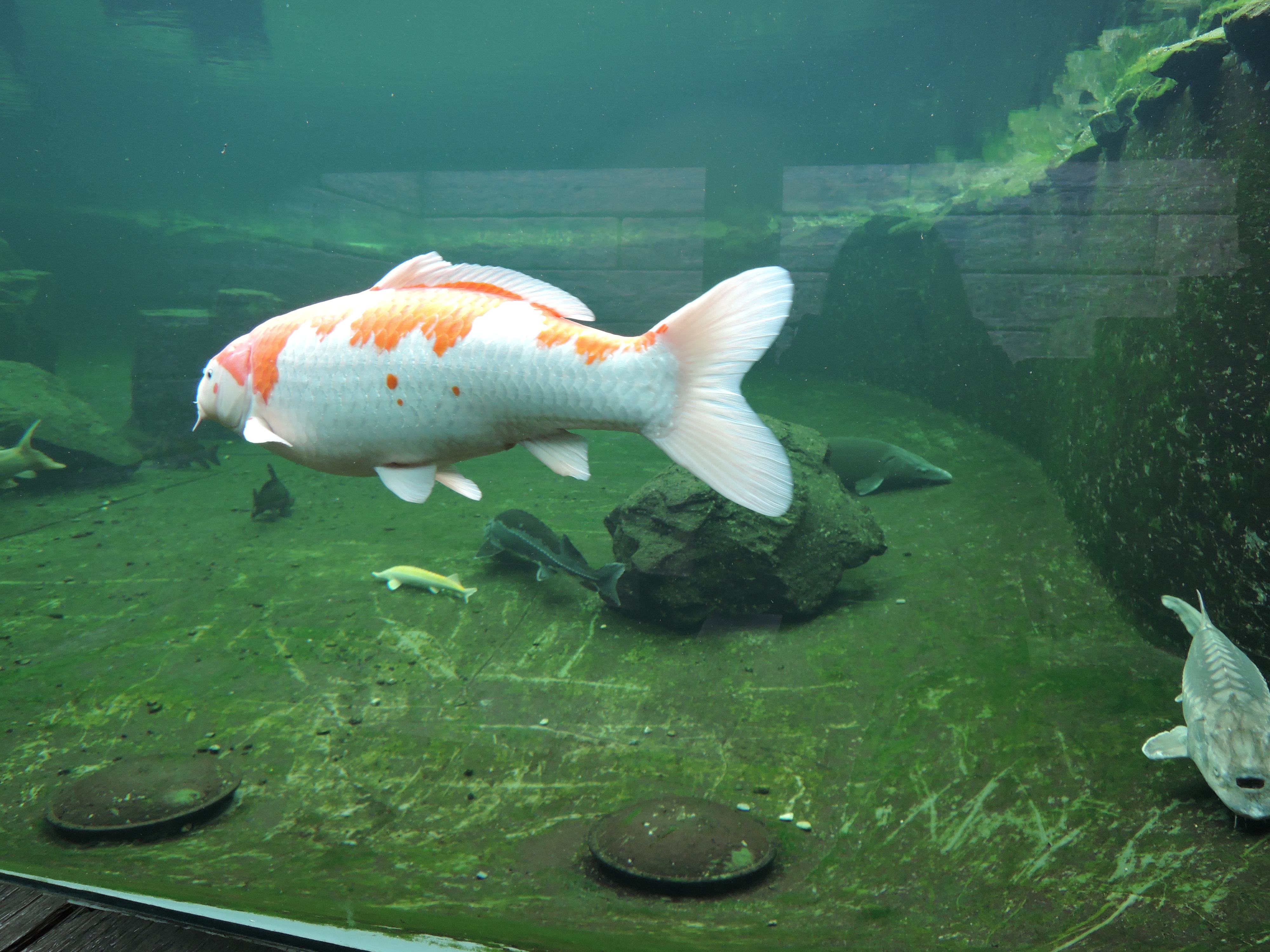 Jezírka Banat foto 6