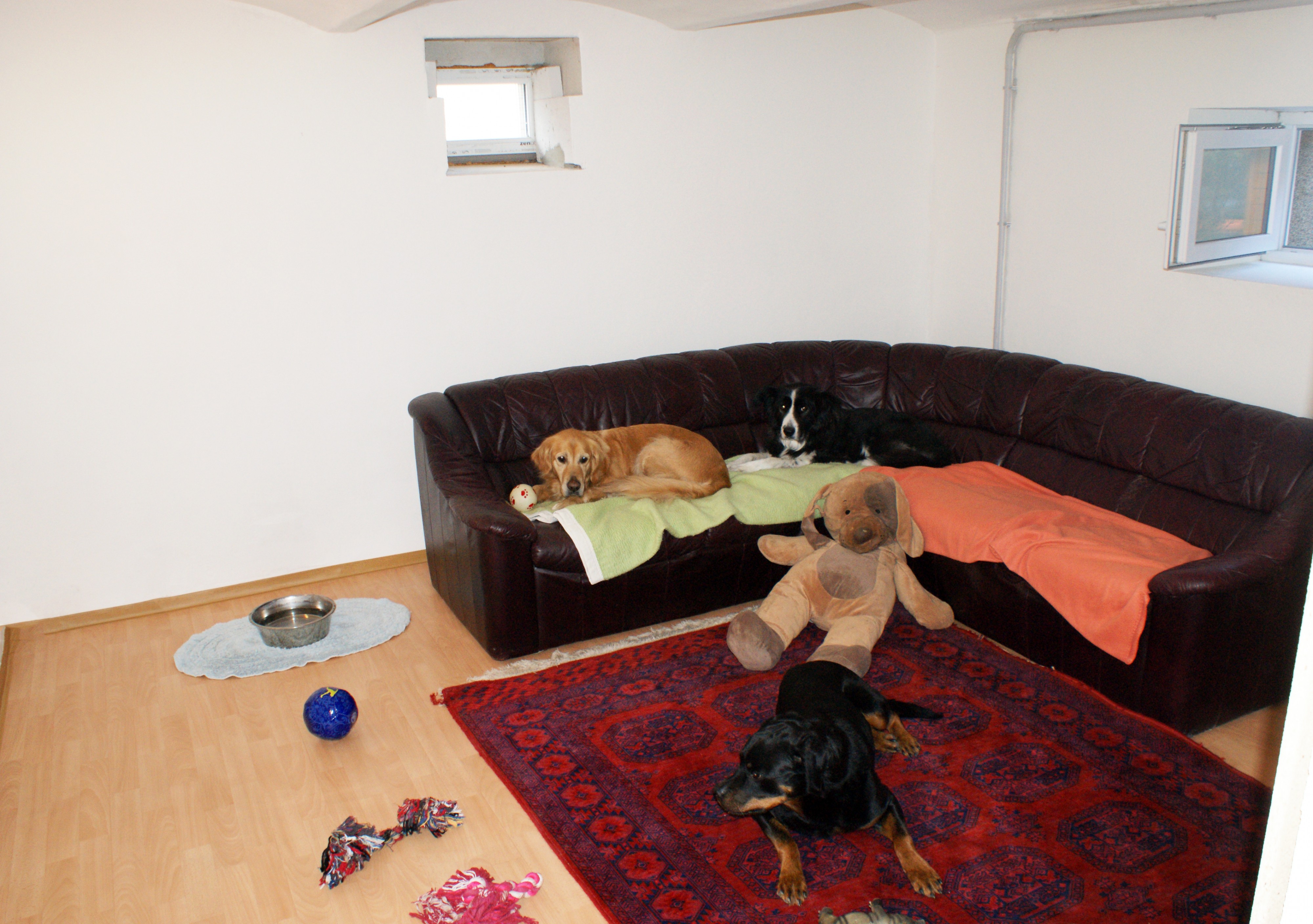 Doksydog foto 1