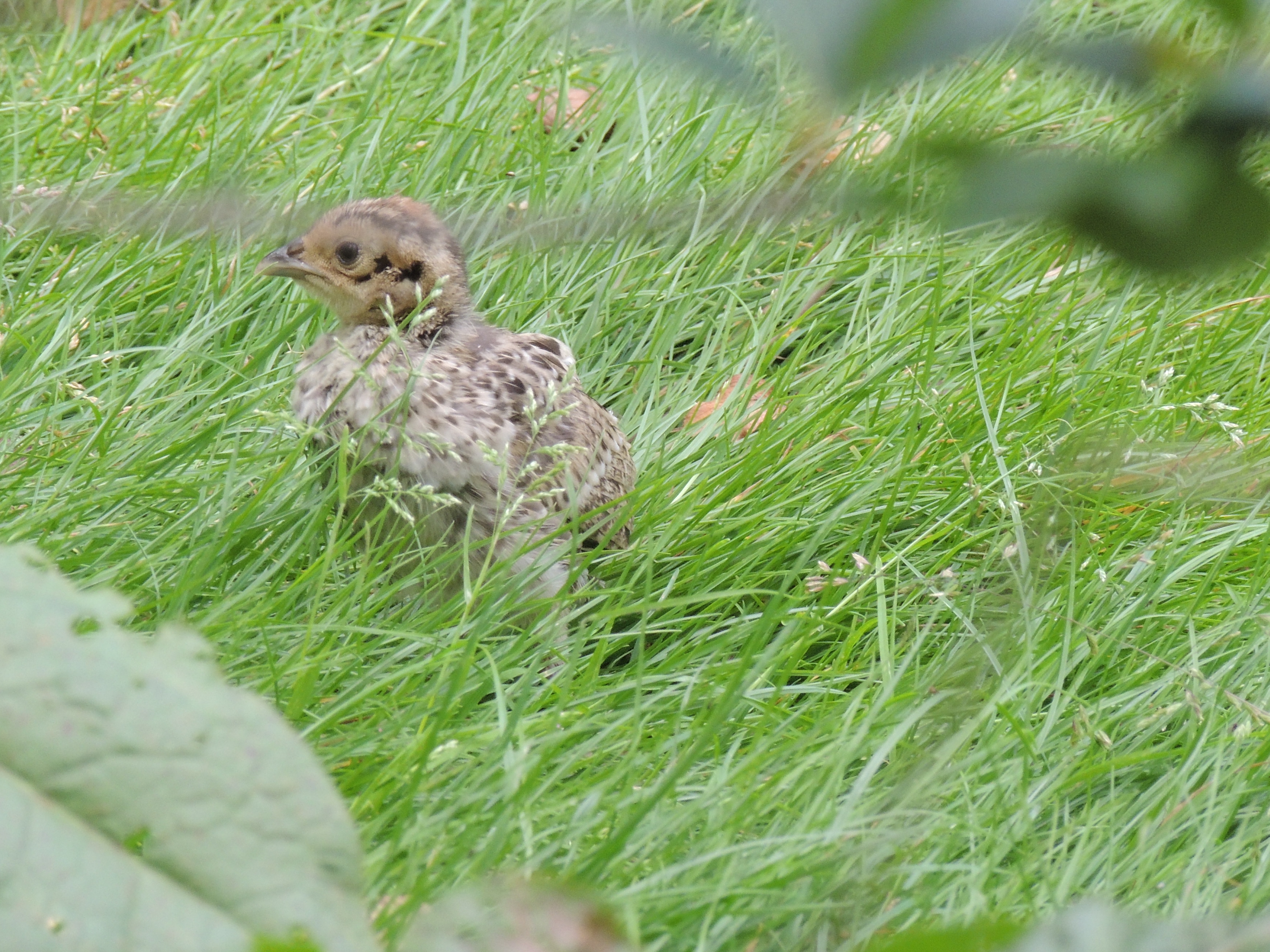 Bažantnice Bohouňovice II. foto 4