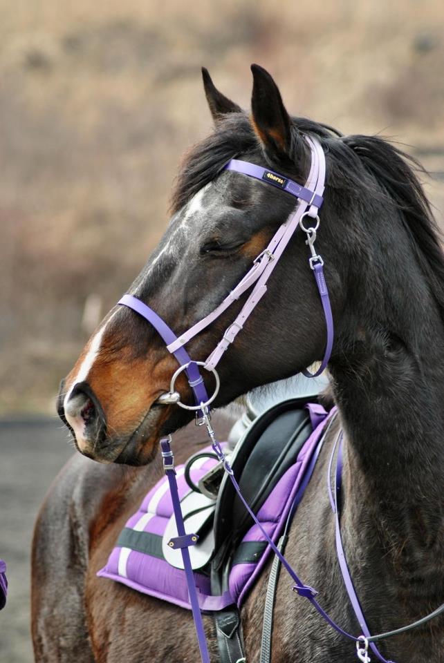 4horse.cz foto 3