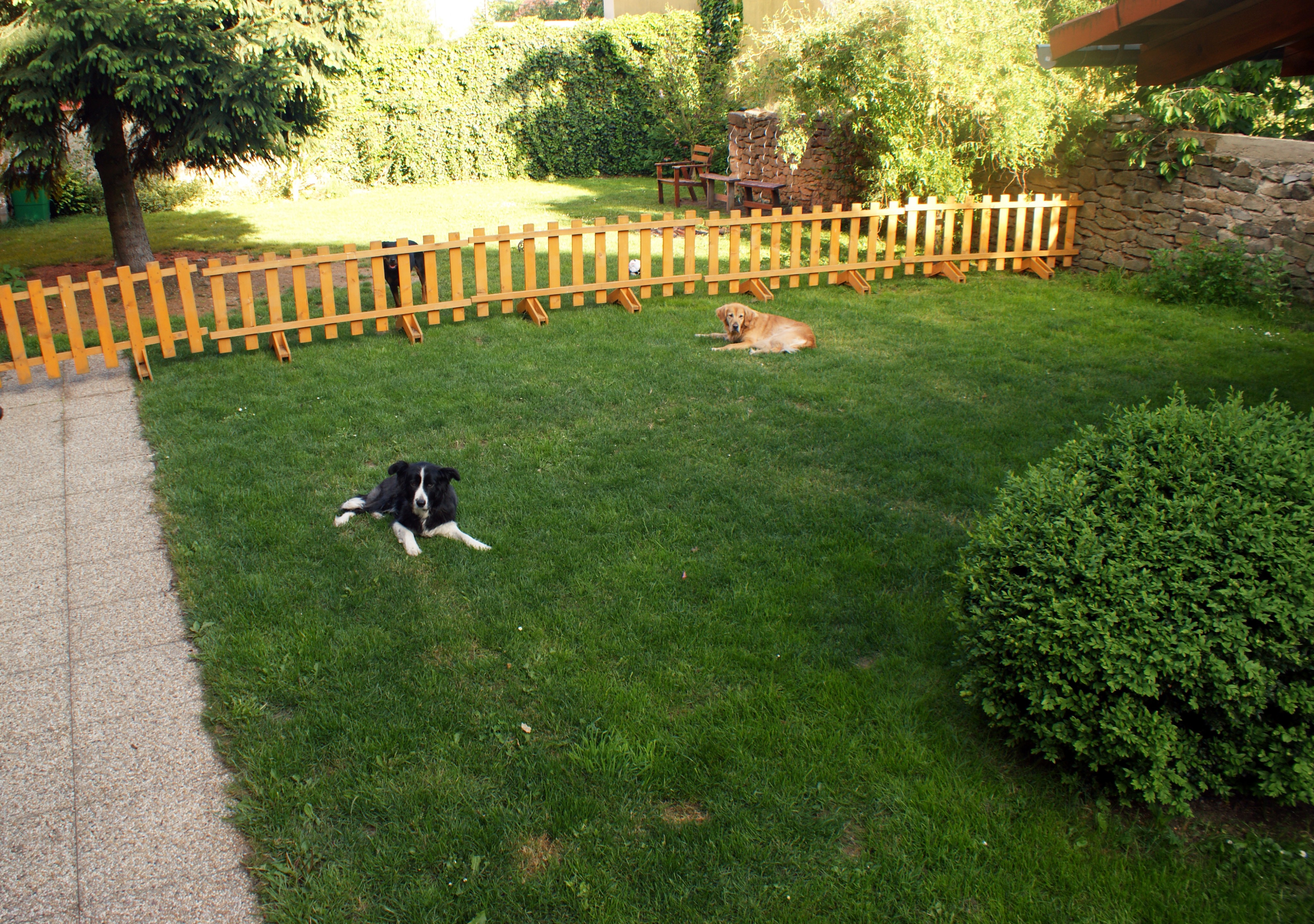 Doksydog foto 2