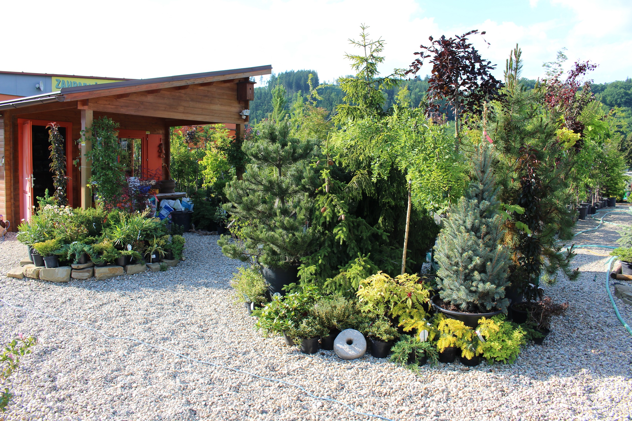 Zahradnictví Clematis - Radek Janků foto 2