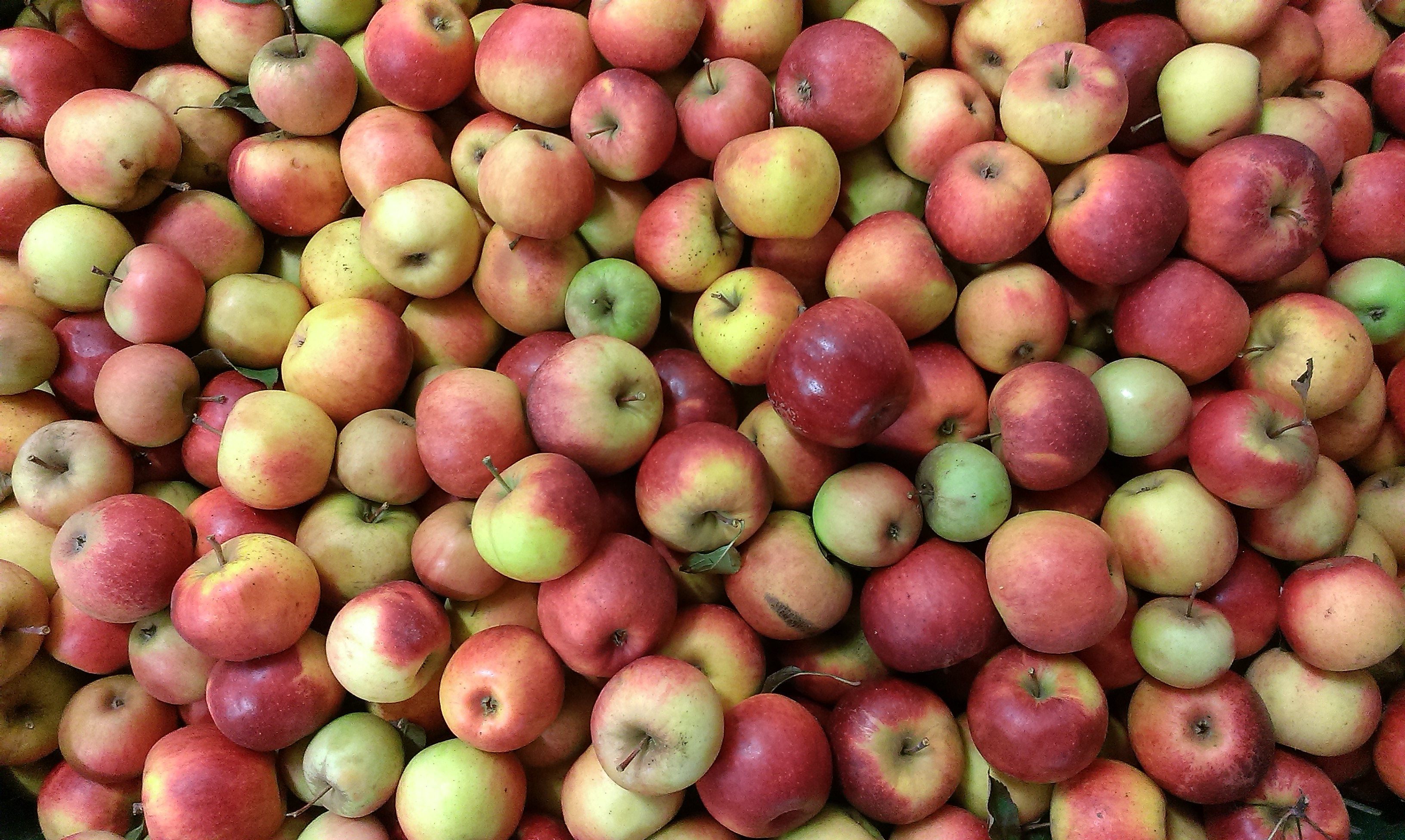 Polabský mošt, s.r.o. - CIDER MAGNETIC APPLE foto 4