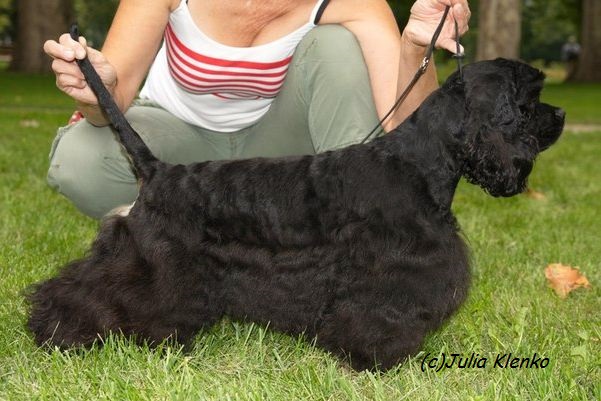 Happy Rex - Stříhání psů a koček Praha foto 1