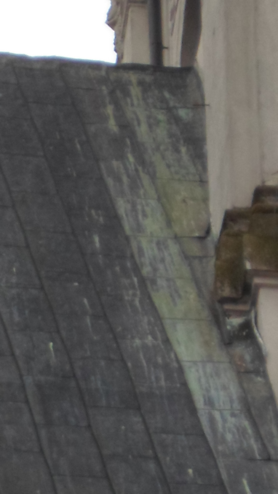 Dalibor Mergl foto 4