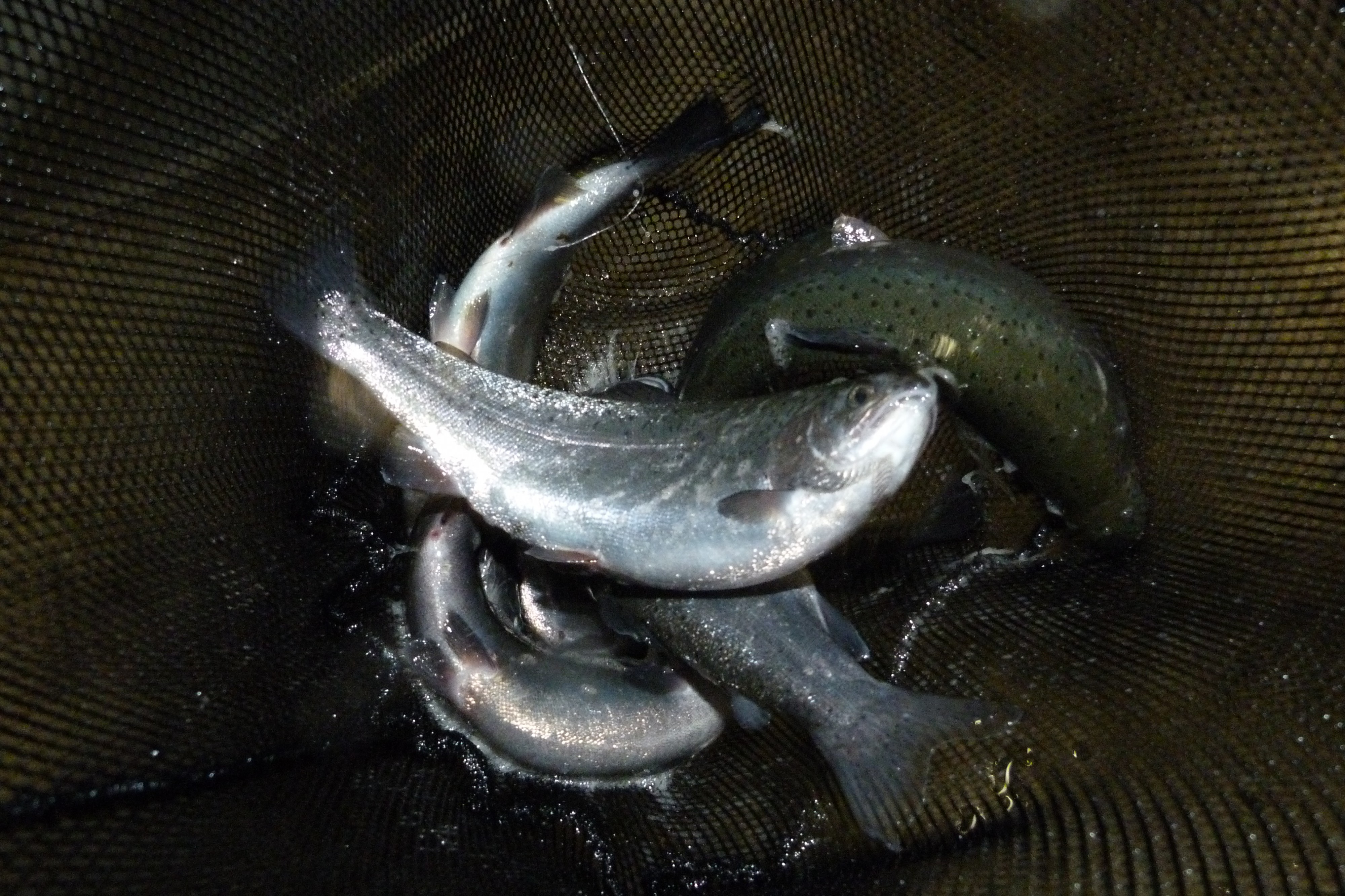 SALMOFARM, spol. s r.o. foto 3