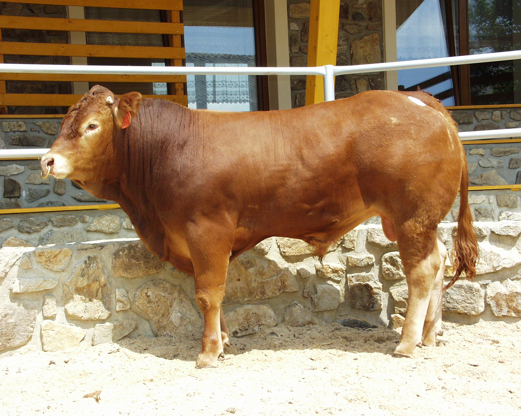 Odchovna plemenných býků Cunkov s.r.o. foto 2