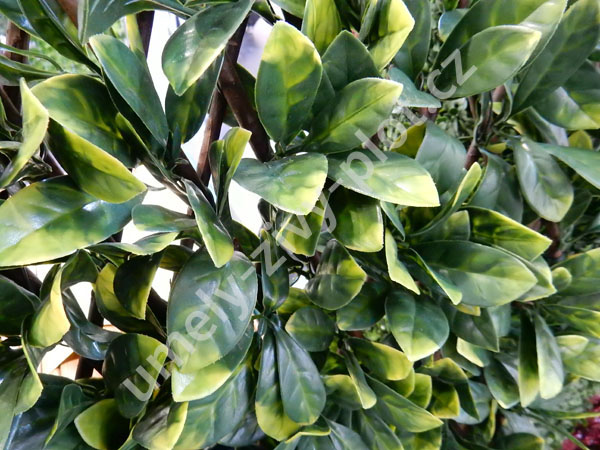 Umely-zivy-plot.cz foto 5