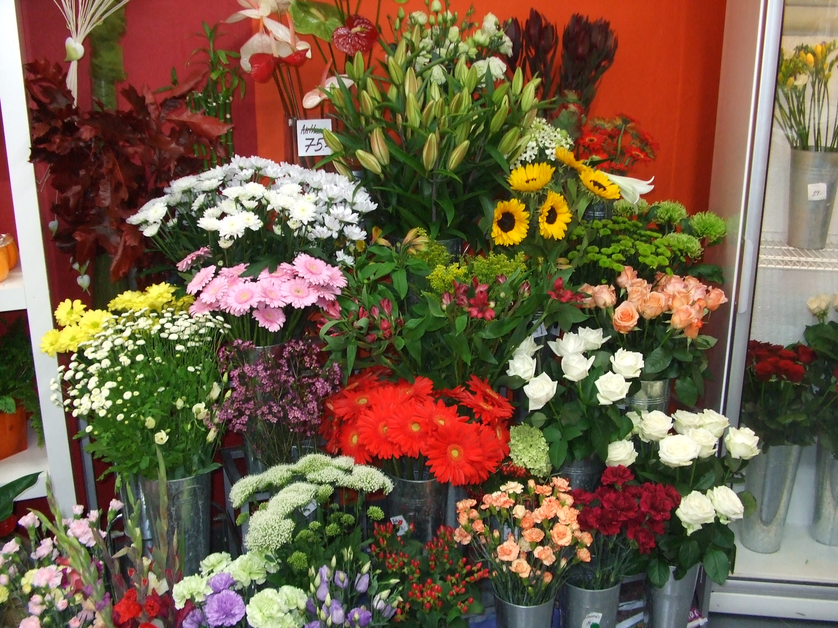 Květiny Incana foto 2