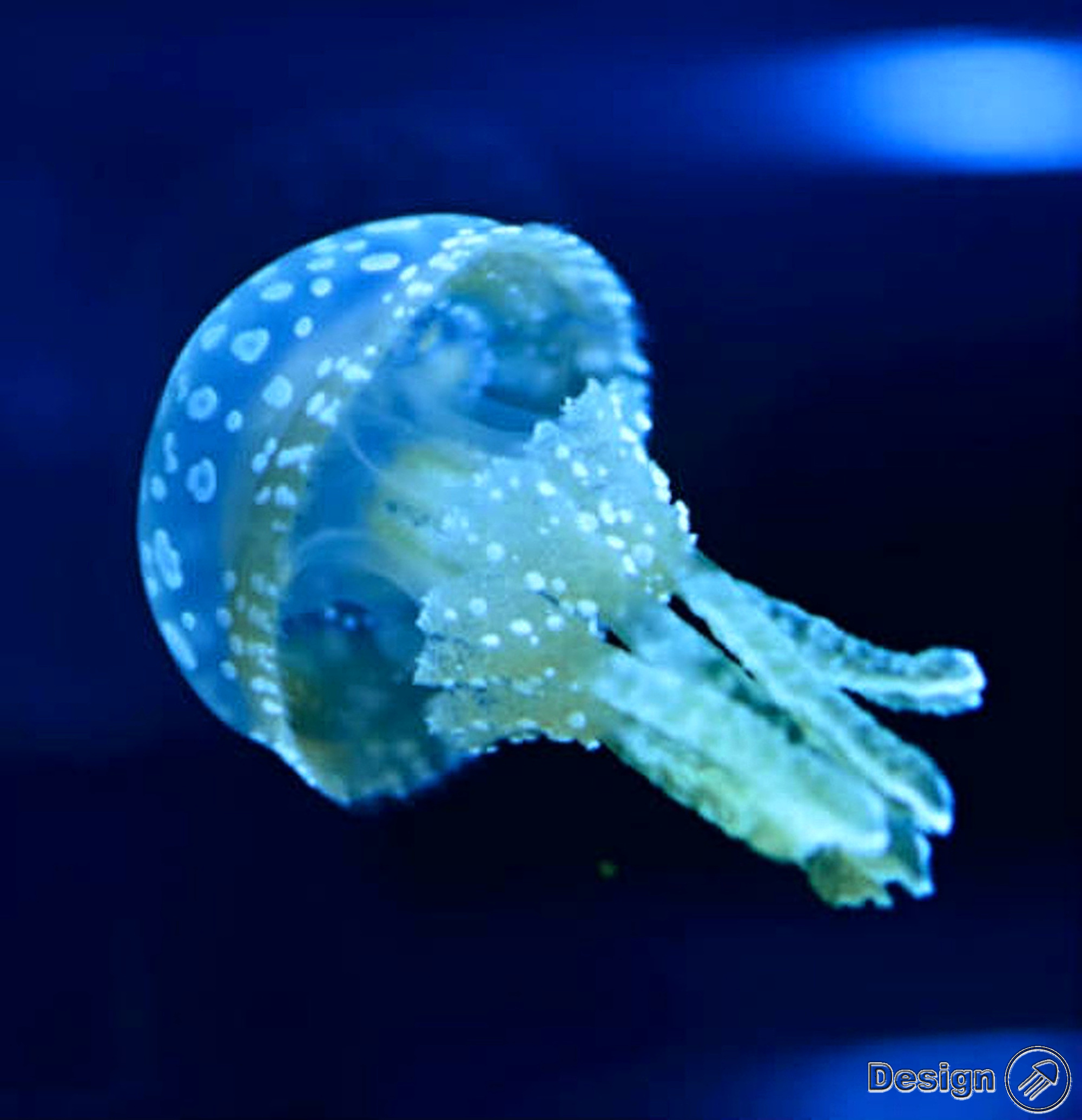 Designjellyfish.com foto 6